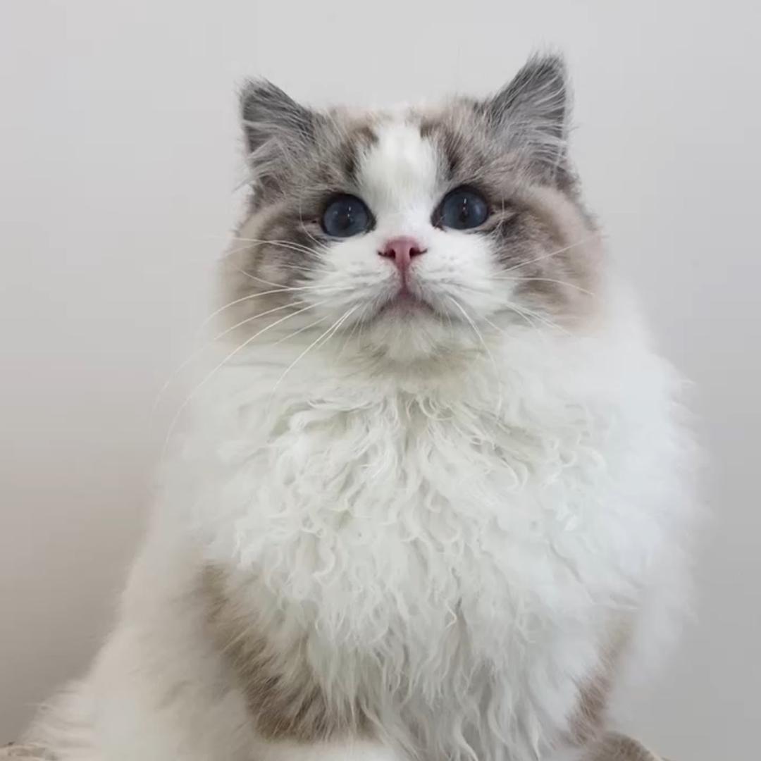 大白布偶（宠物猫）