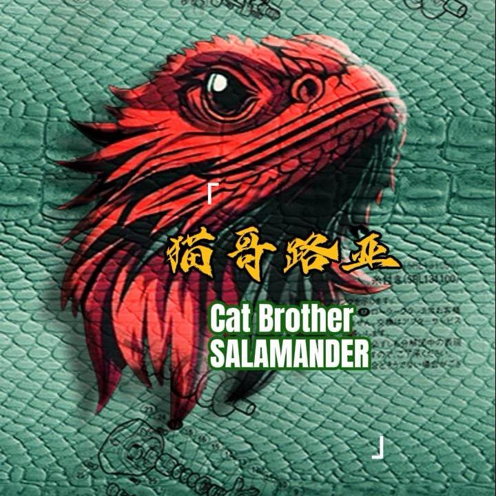 猫哥路亚