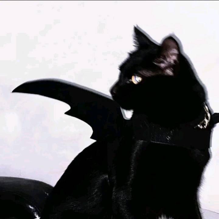 一只小施语(🐬⁰⁷⁰⁵)