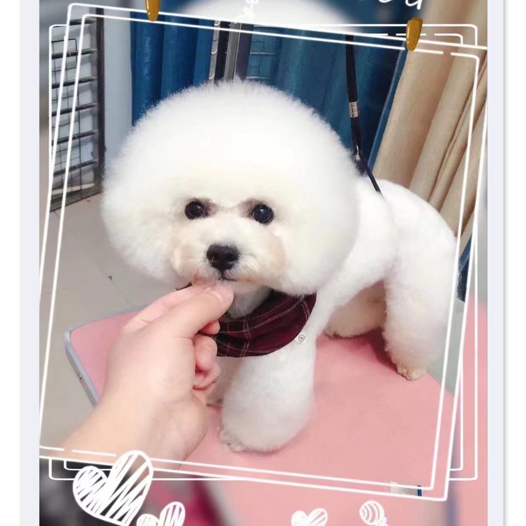 小精灵宠物（中站店）