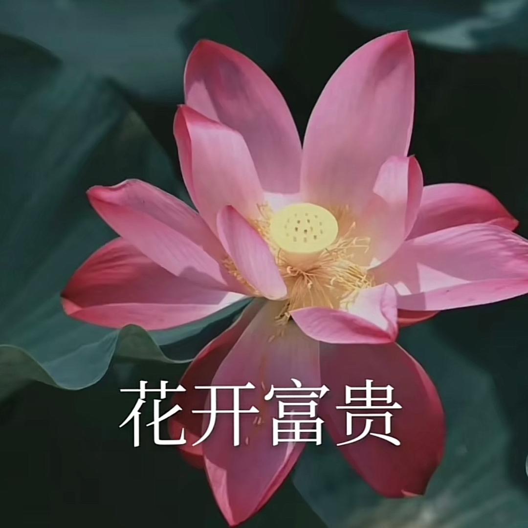 卡皮巴拉@
