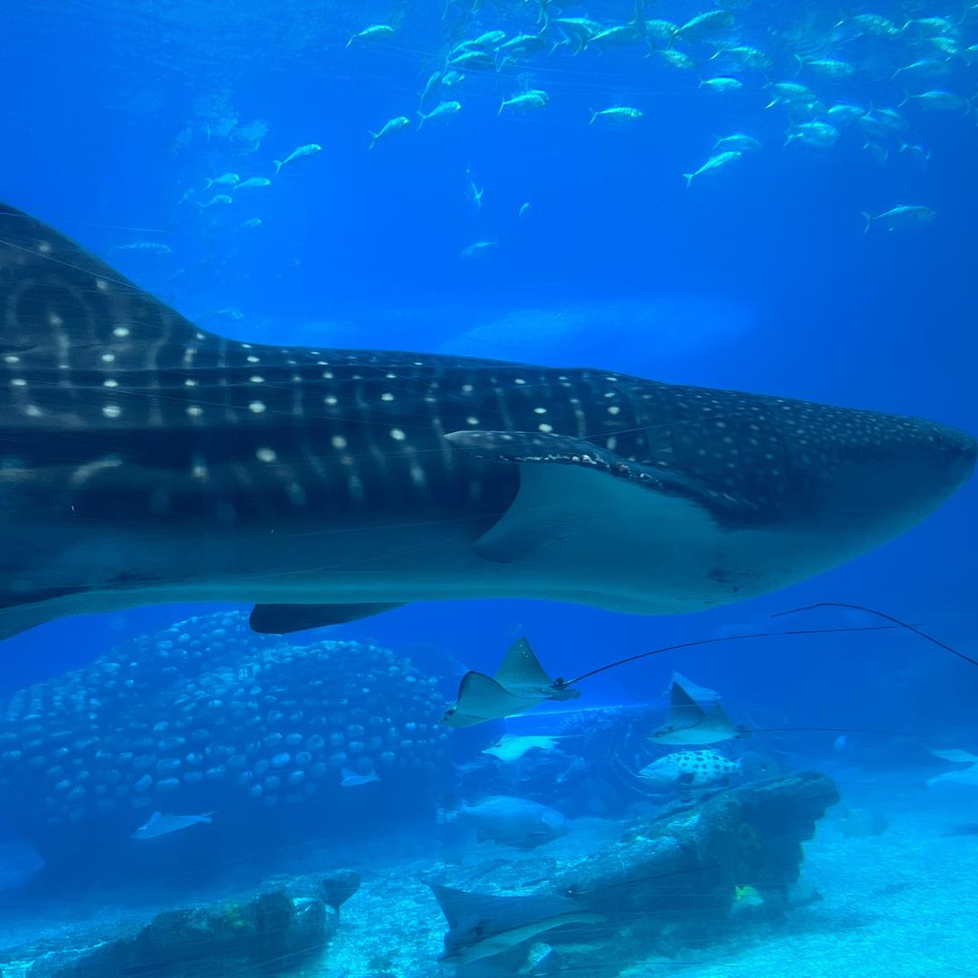 爱吃老鼠的叮当猫