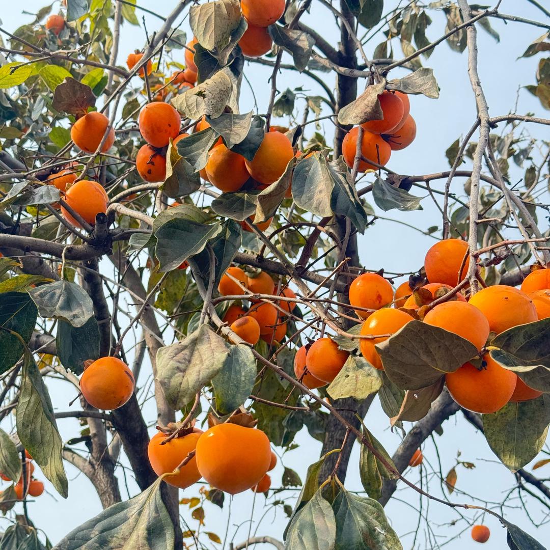 এ᭄ 凌晨一点້໌ᮨ ꦿ