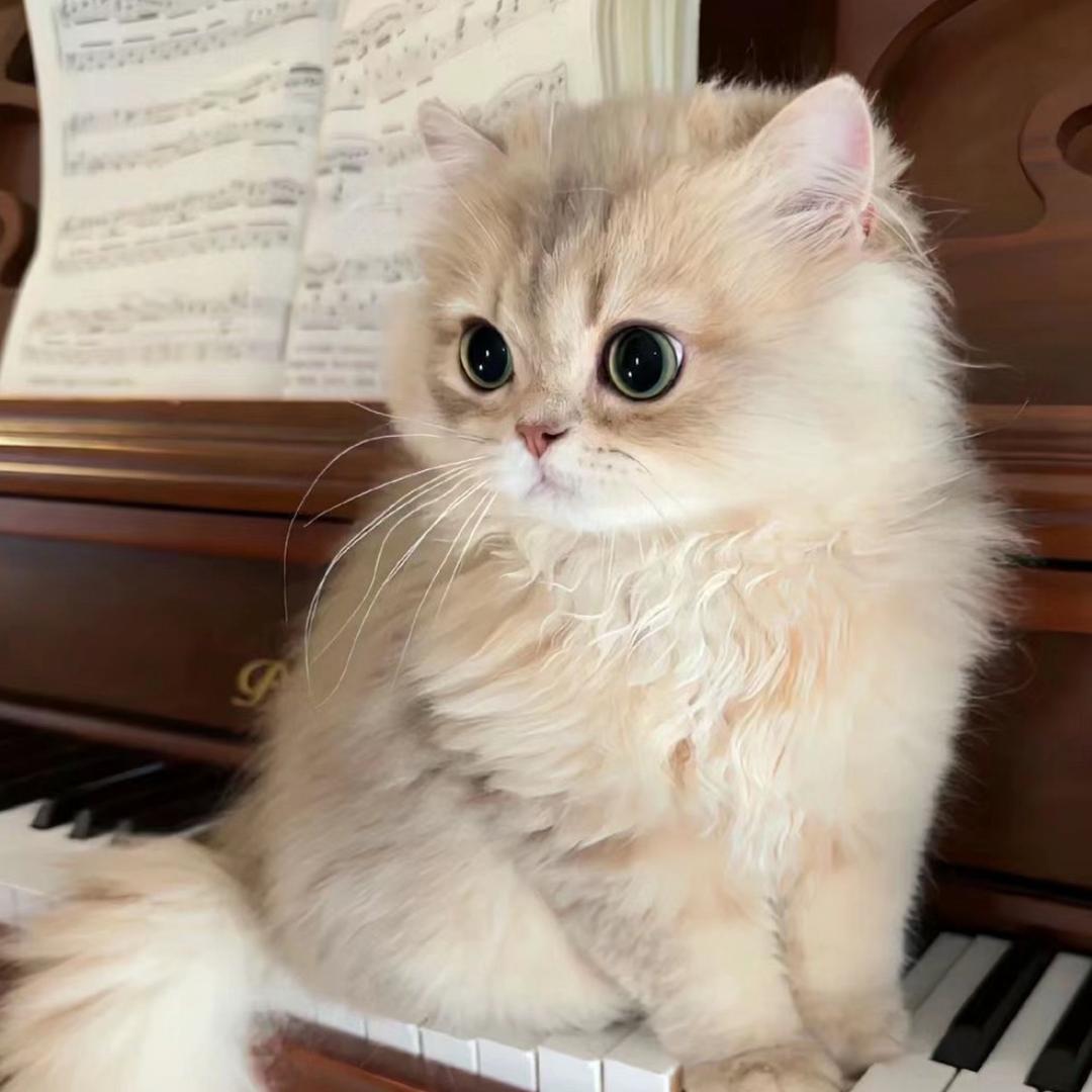 吧唧一口桃桃酱🍑