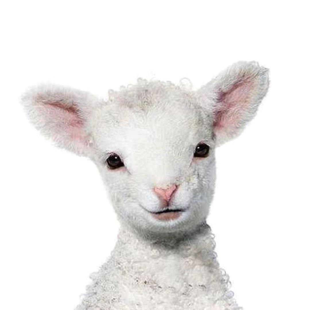 小羊Lamb