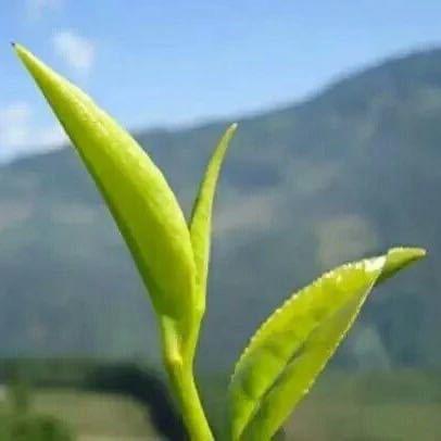 小益茶叶紫阳富硒茶