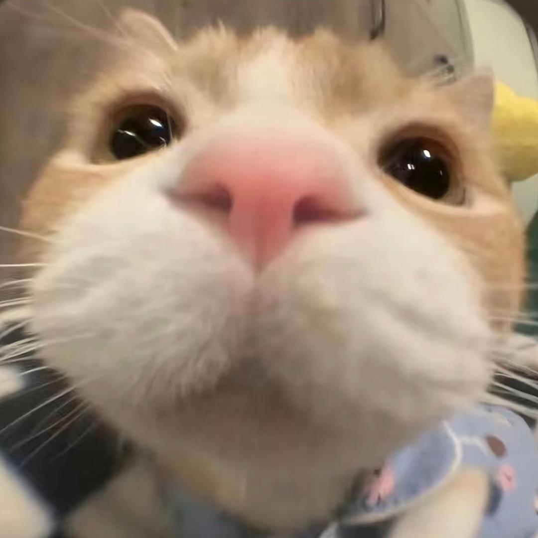 来点冰镇西瓜🍉