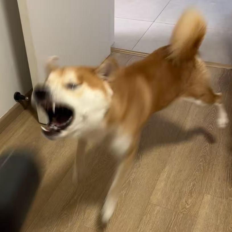 土豆土豆哎哎