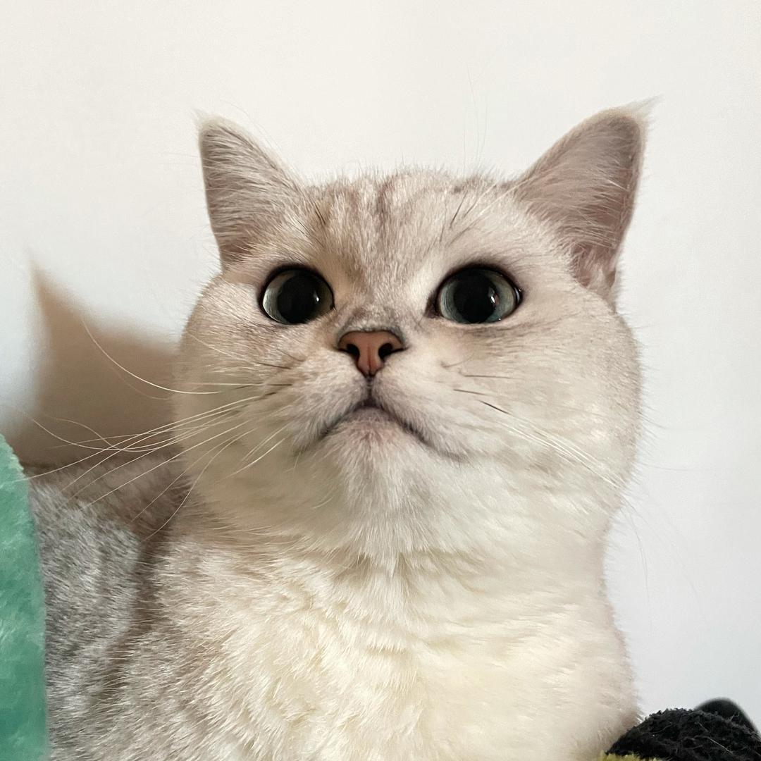糕猪噢