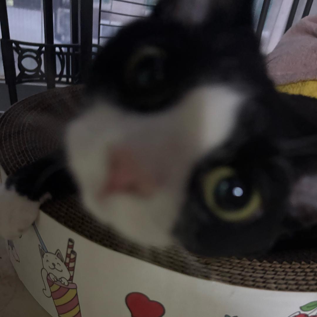 sjszpld酱香兔🐰