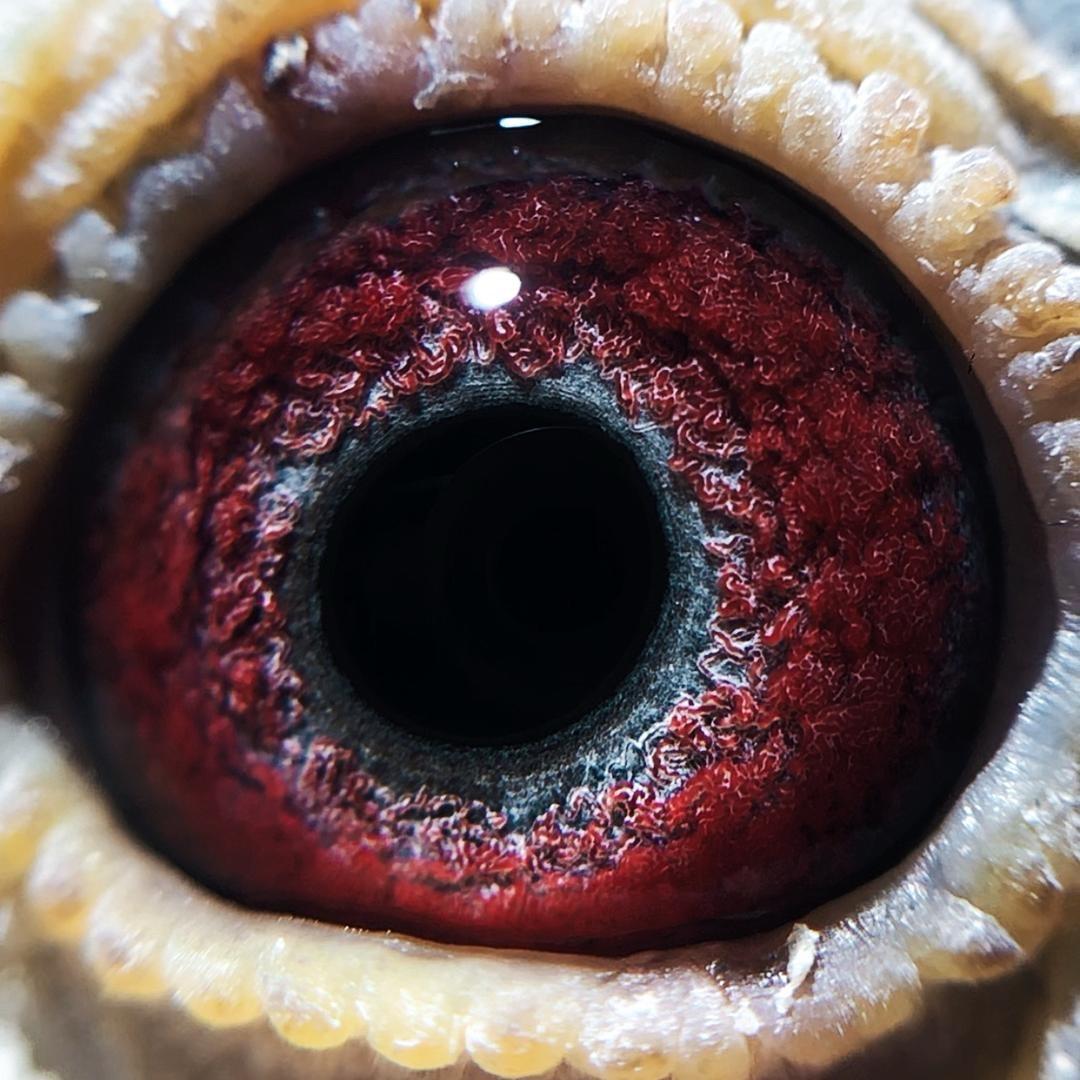 灰色轨迹赛鸽（高端赛鸽）