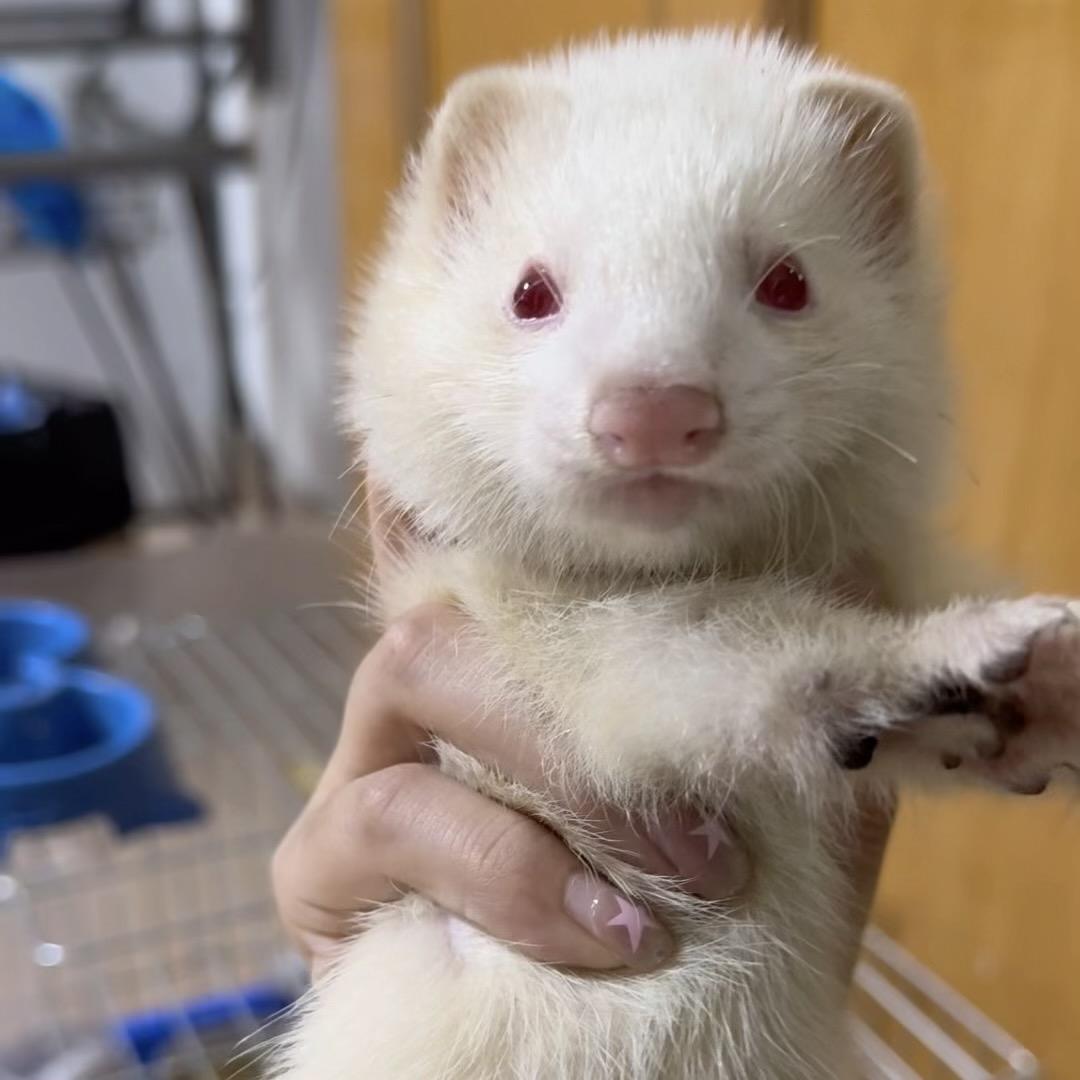 白佳黑钱多多异宠