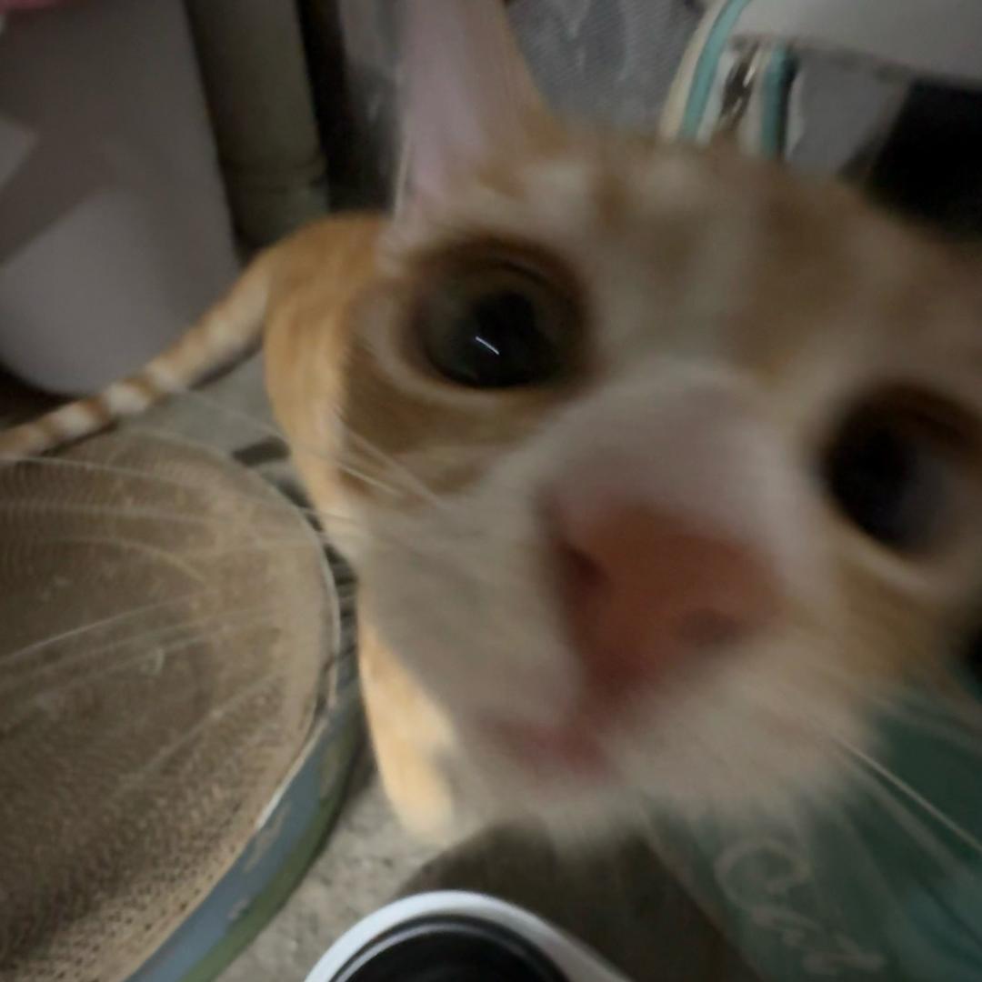 fzz