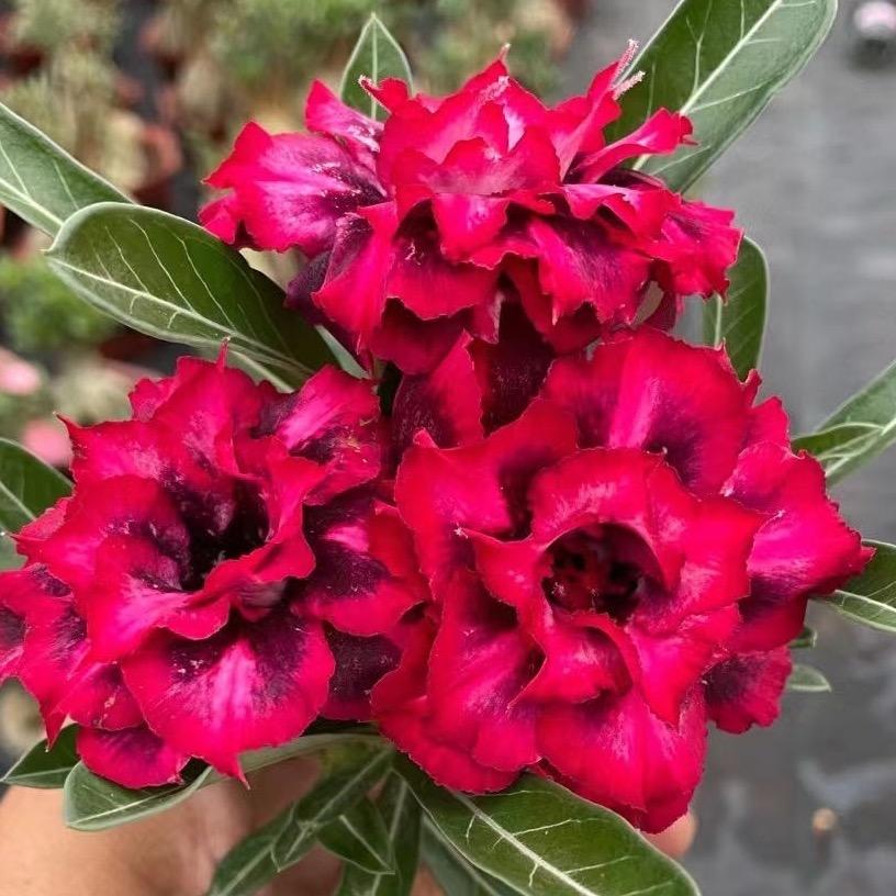 芬馨沙漠玫瑰