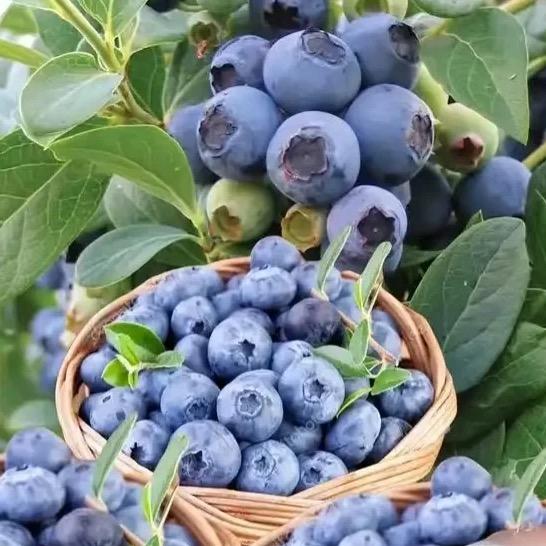 上海辉展高端进口水果—贝姐