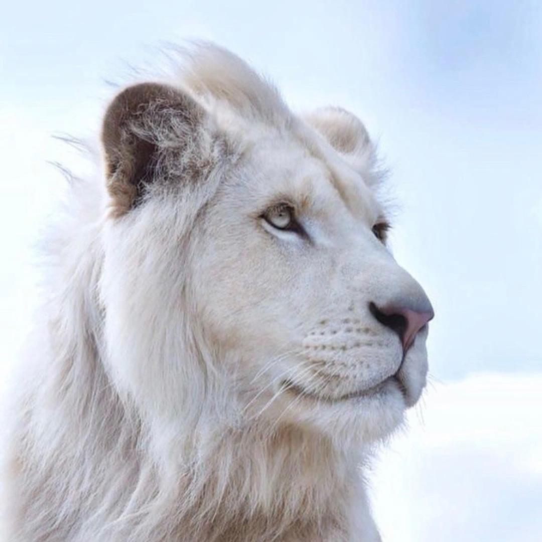 ARNO  | 白狮游记