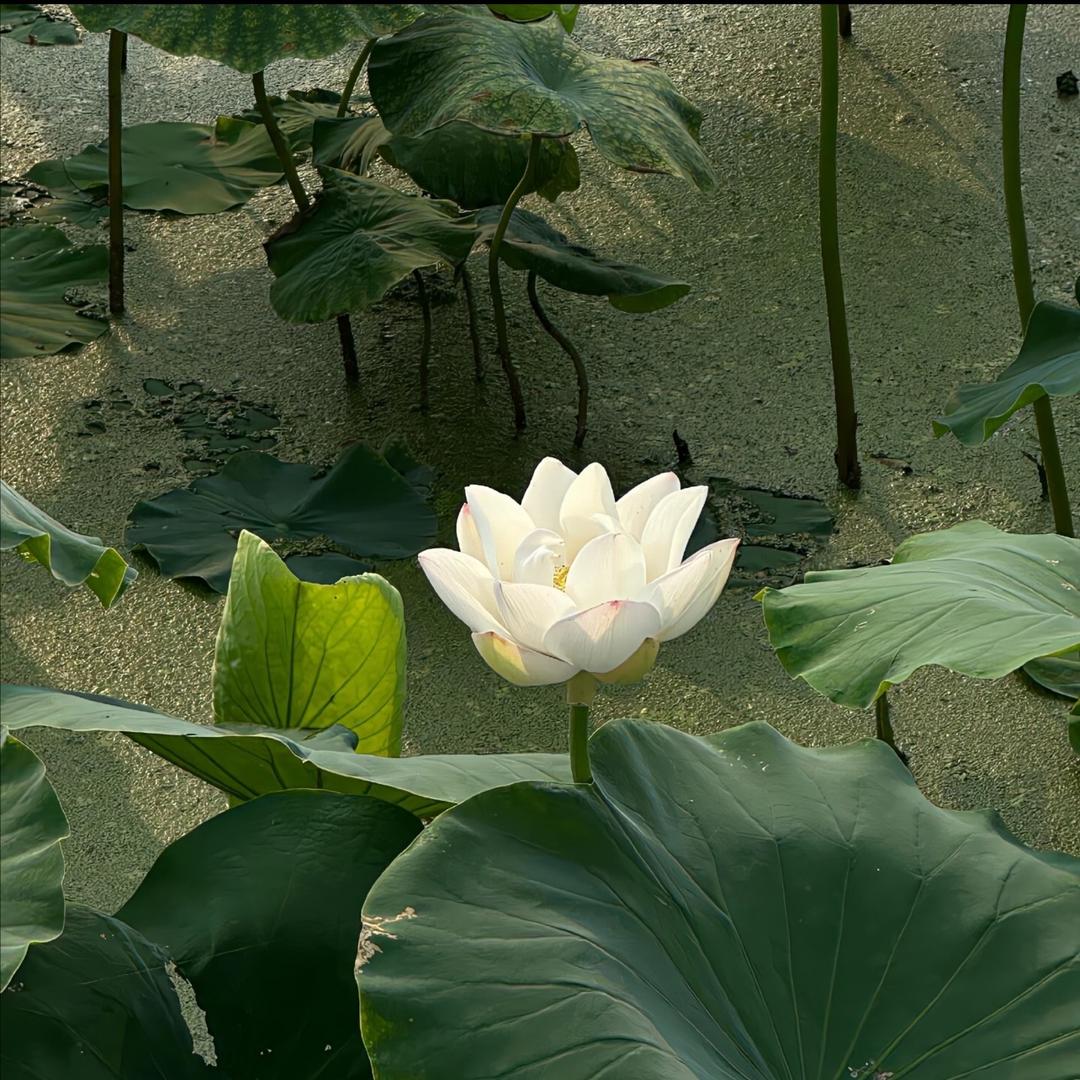 張柳清.