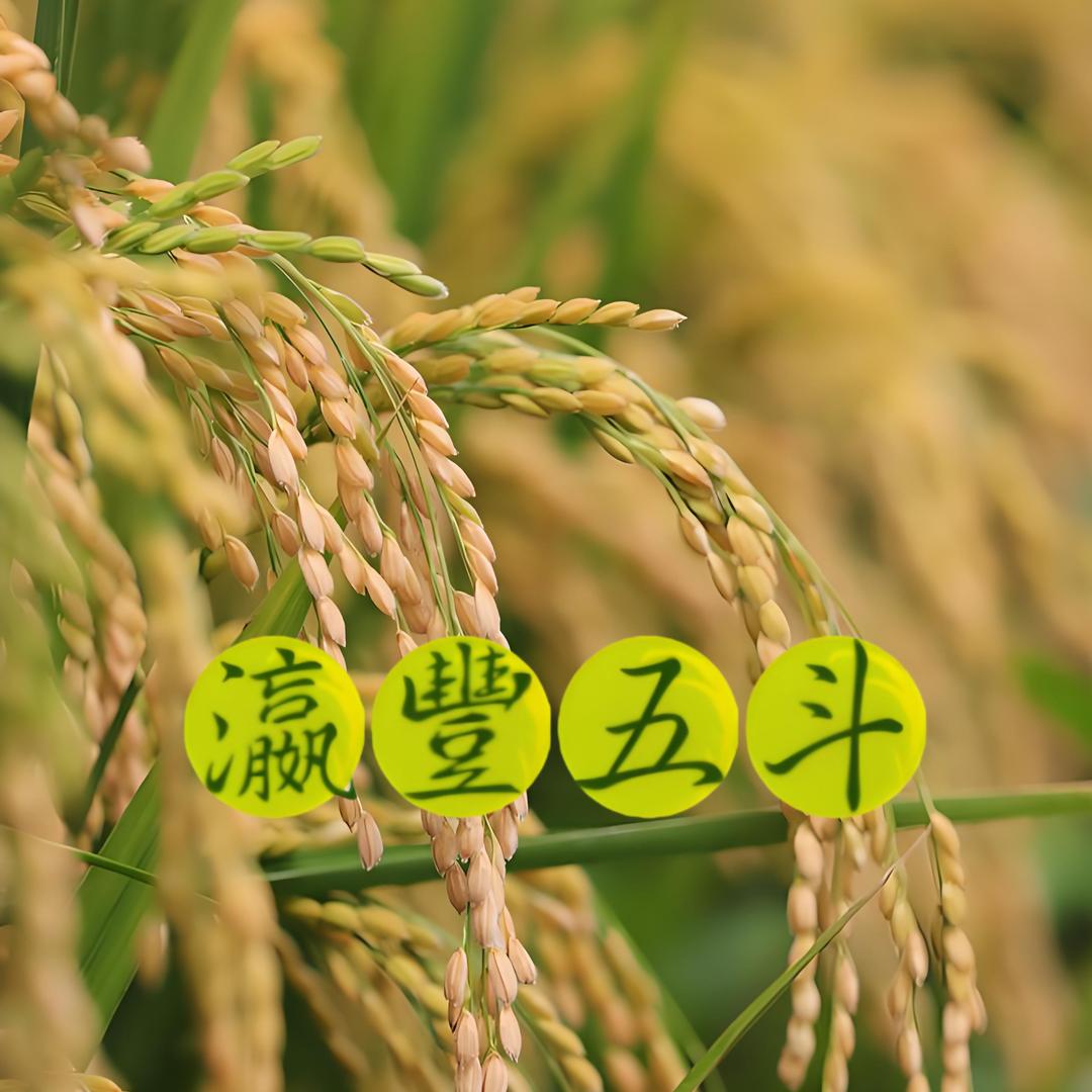 崇明·瀛丰五斗(冲刺100万粉丝)