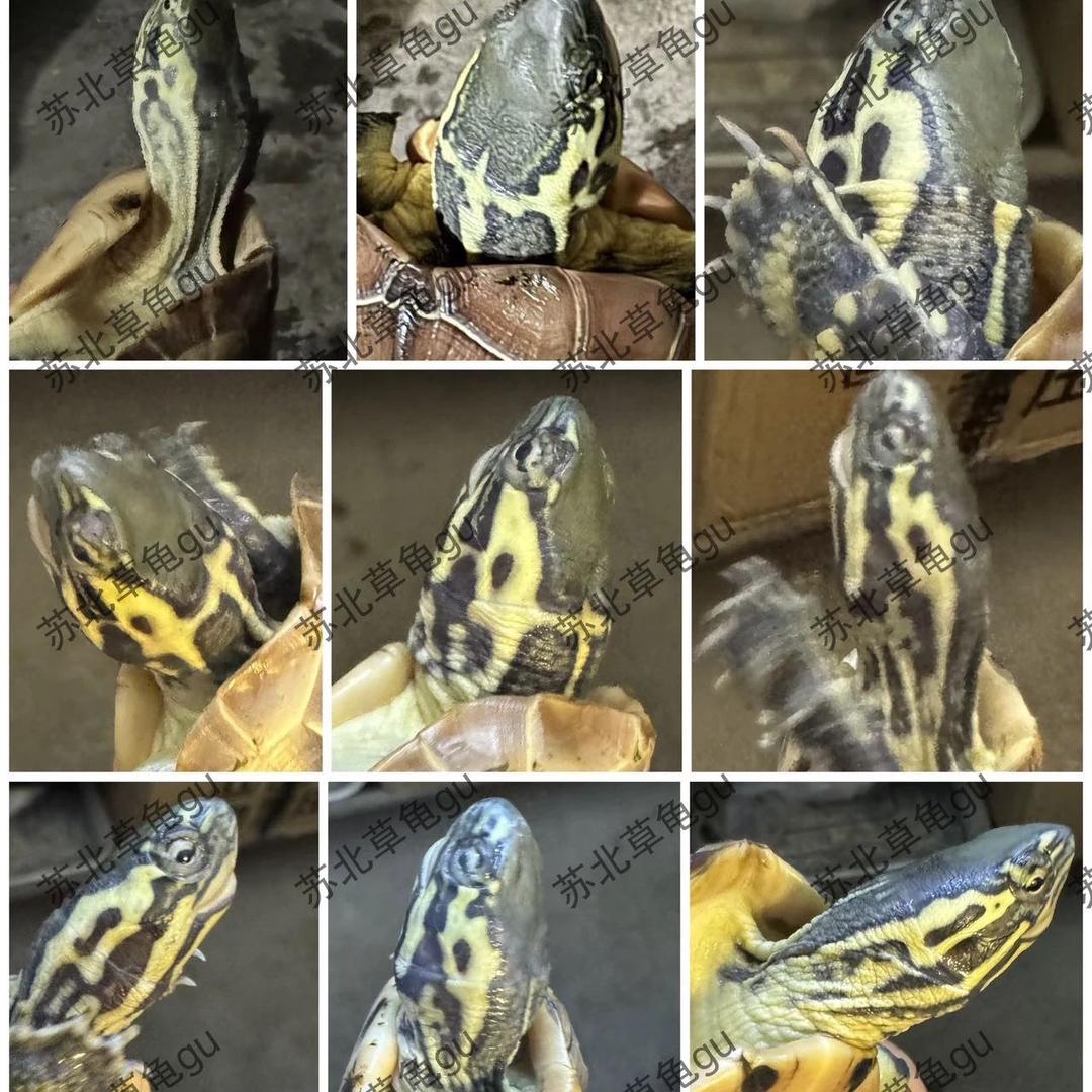 皖宠乌龟之家