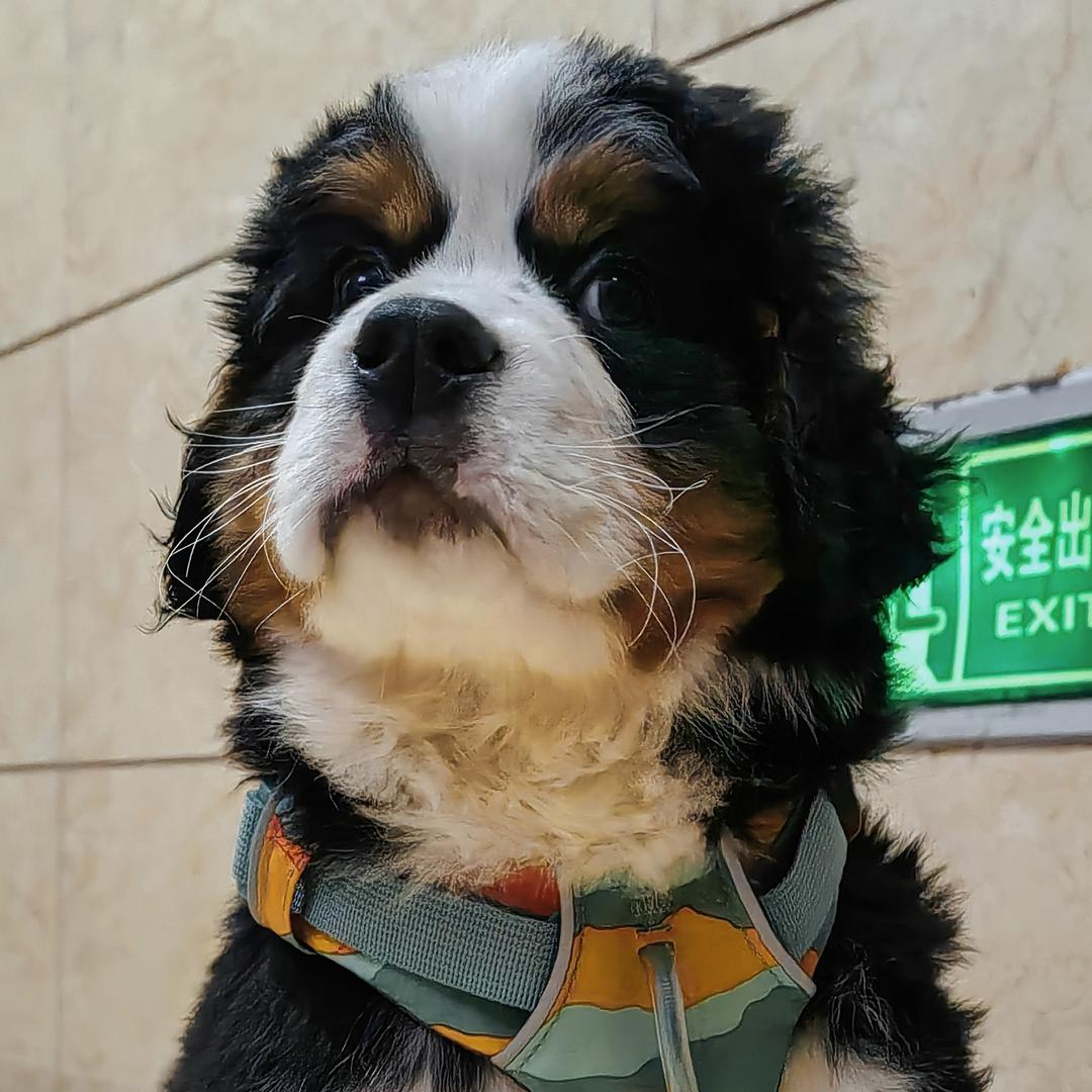 爱犬之家（买🐶私信）