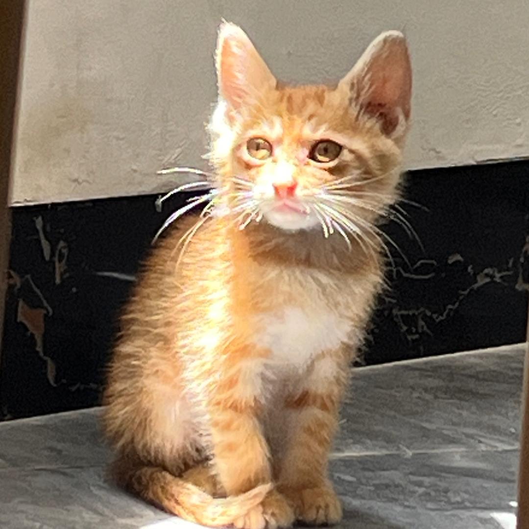 虎宝今天在干嘛