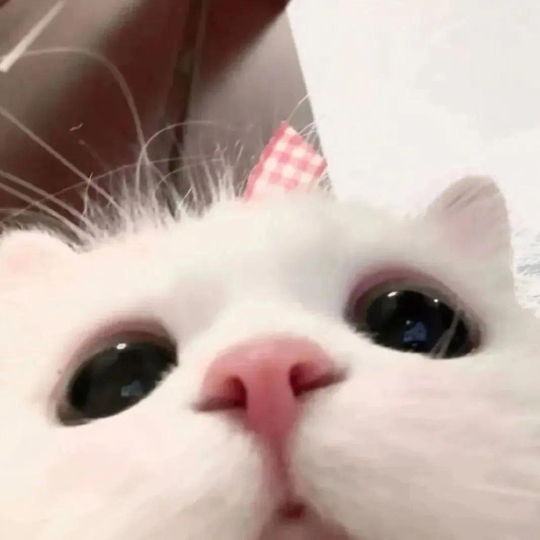 一只熙
