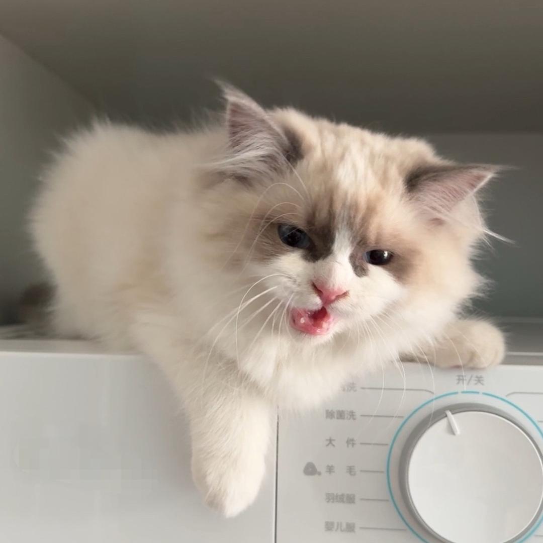 芙芙是只胆小鬼💗