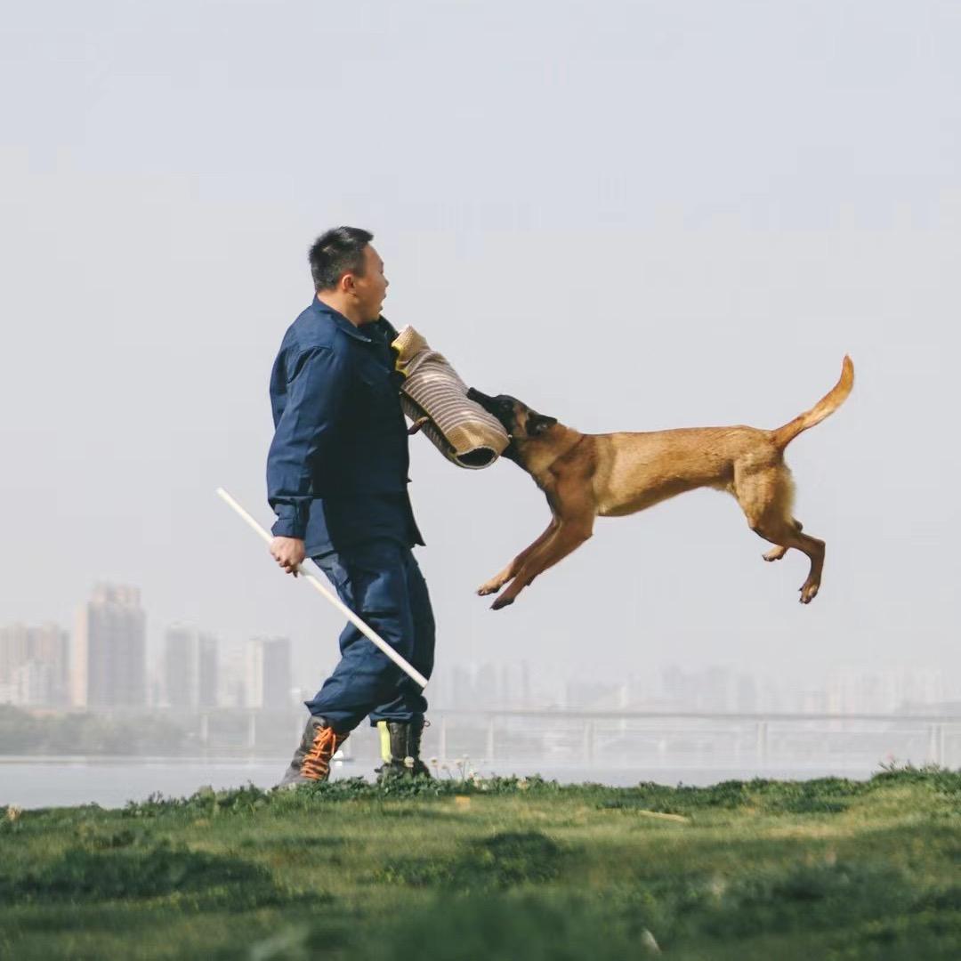 南充训犬王校长