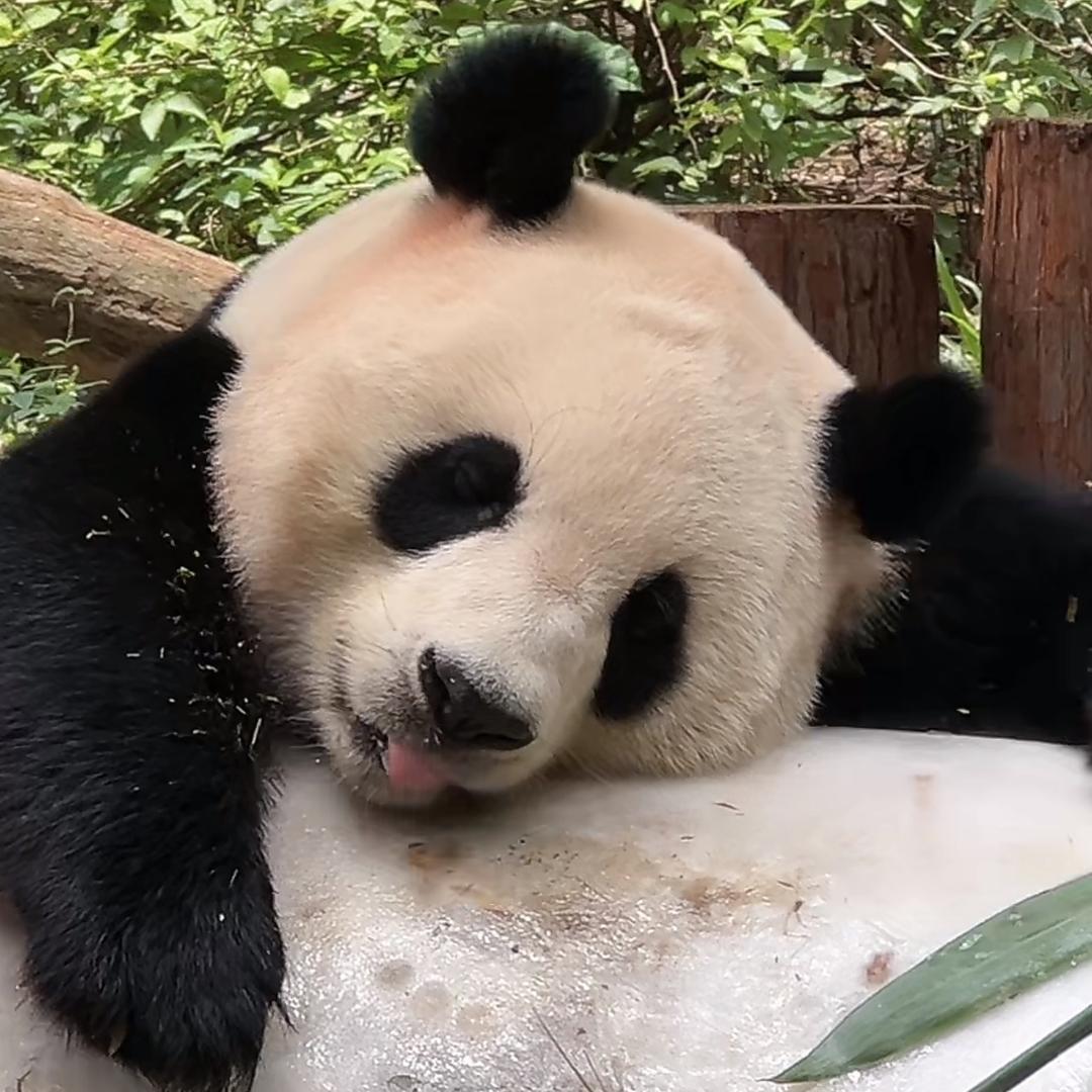 ༦ཌིWingའྀུ༦ྀ. ᥫᩣ