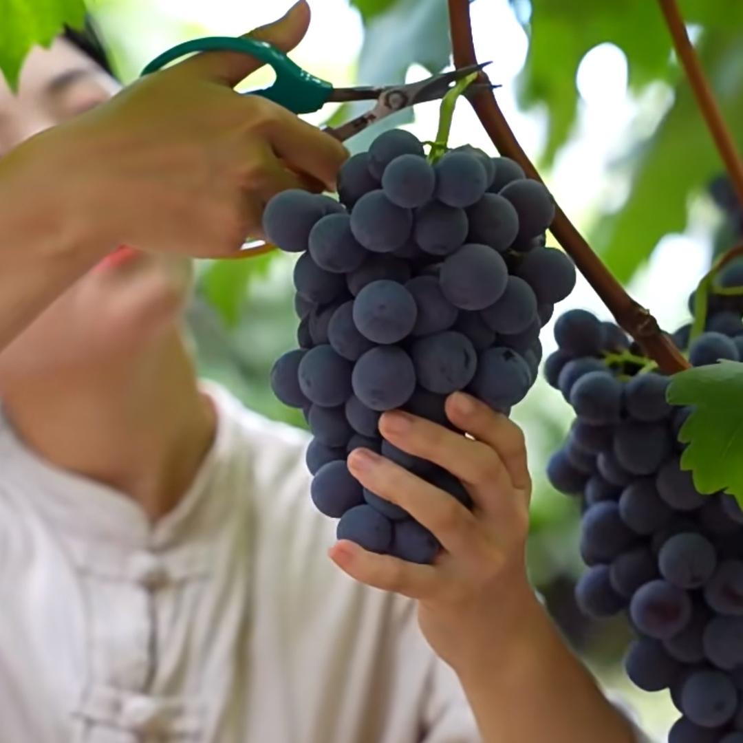 昌黎我家葡萄