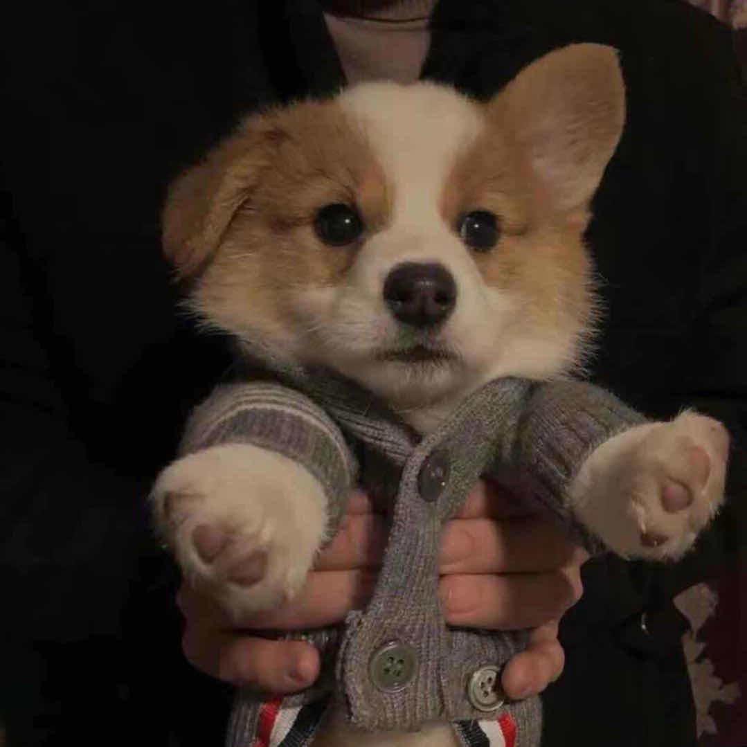 东京吉他猫