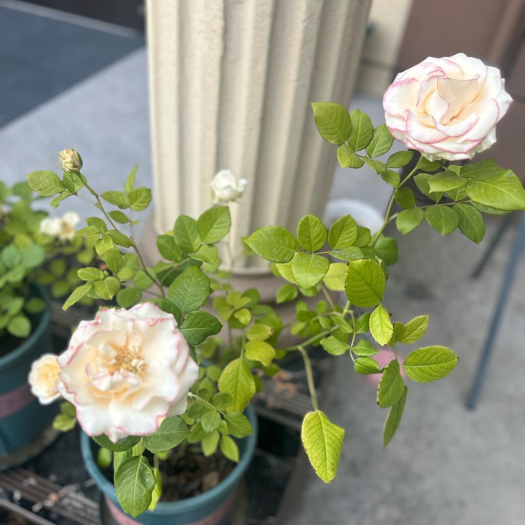 🌹容🌸