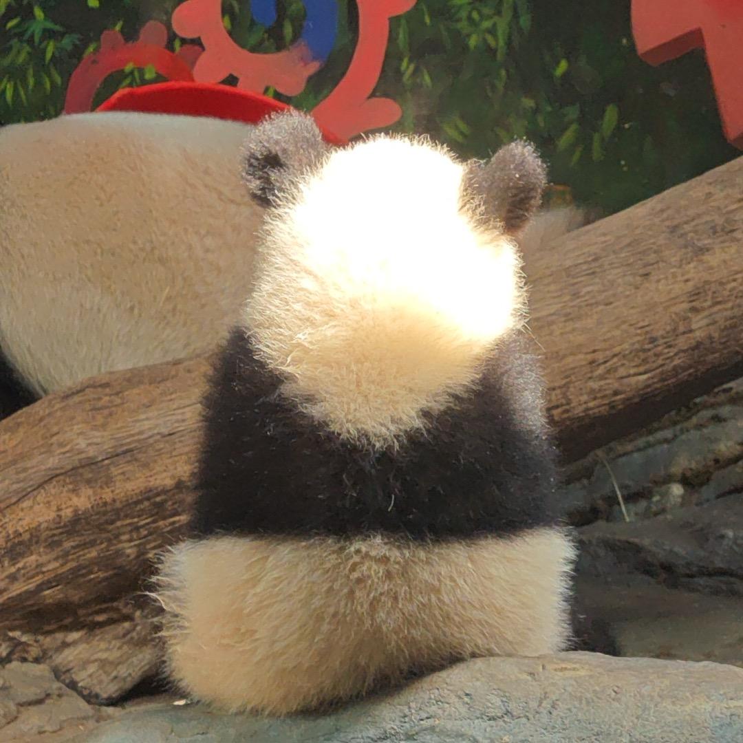 🌈最爱胖哒(@妹猪仔)