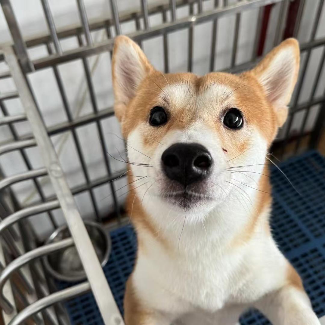 安迪