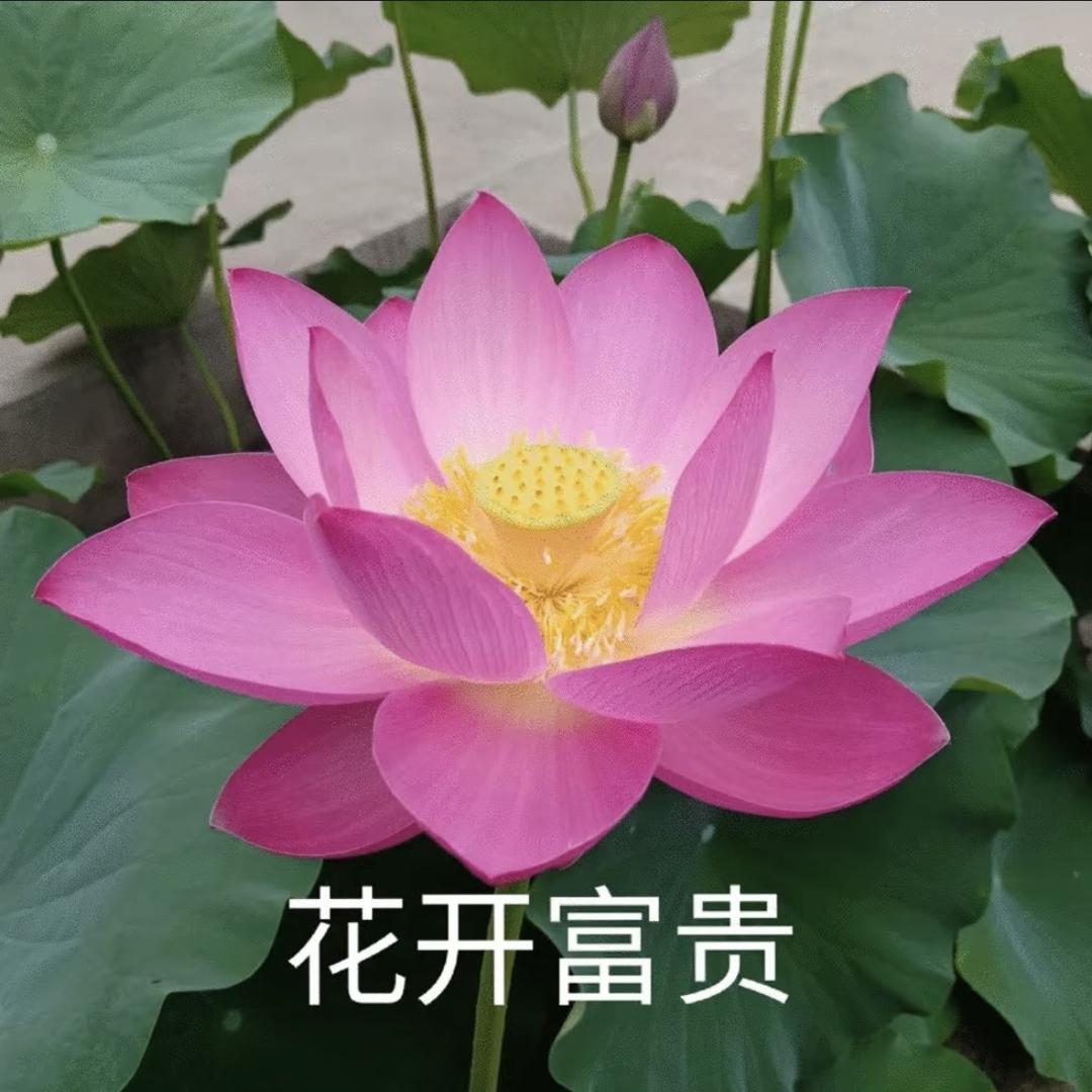 雀斑奶奶卖点东西