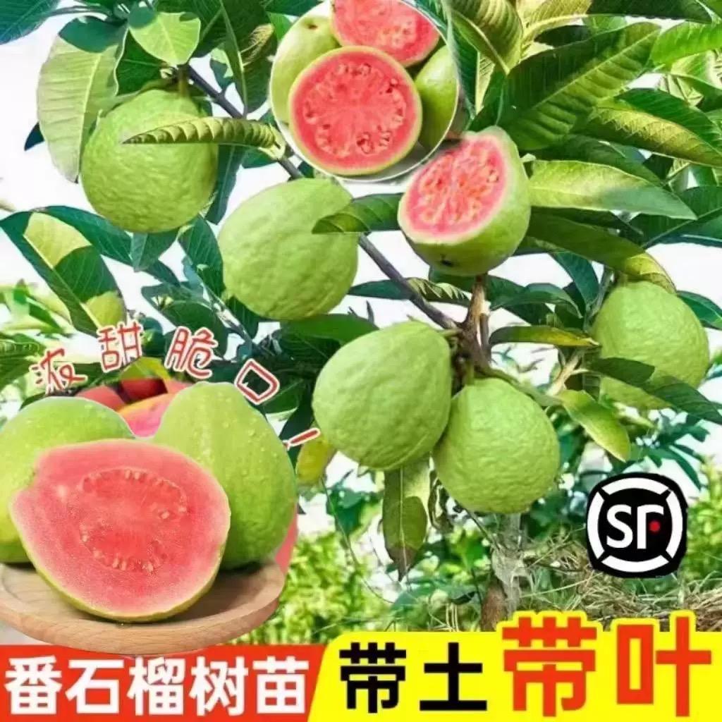 有晴果树苗木专营店