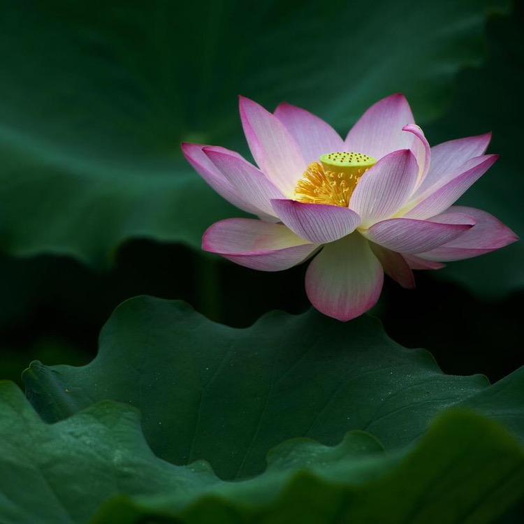 莲花阁【静心】