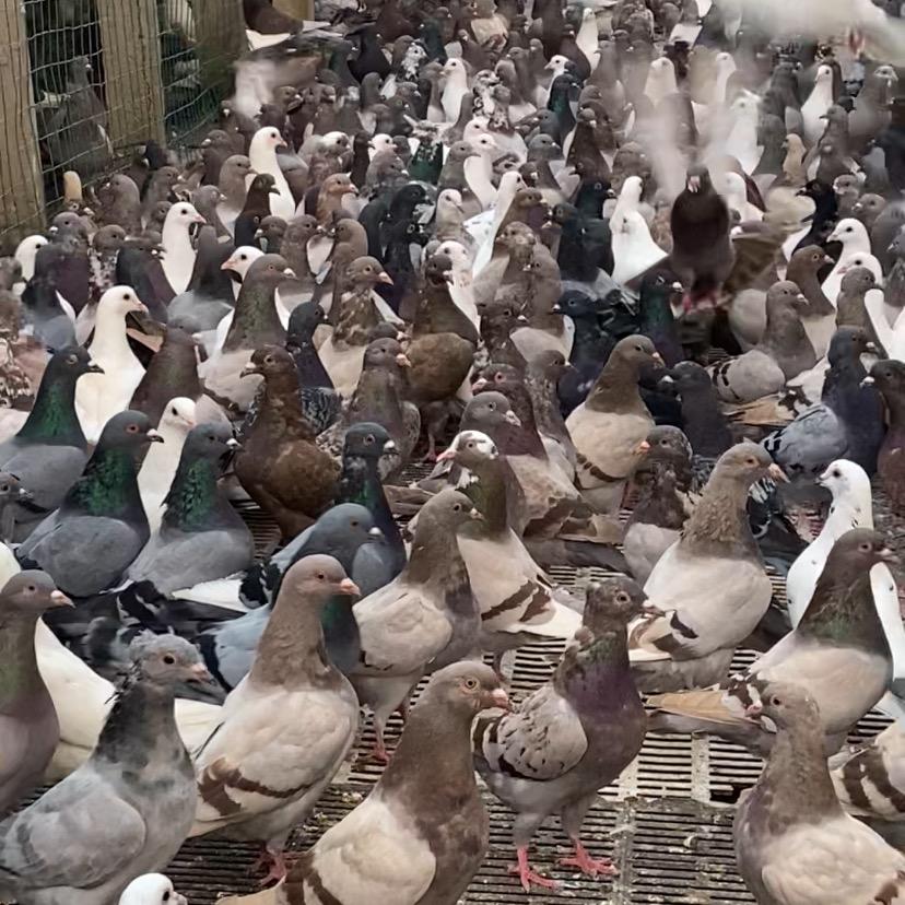 固镇肉鸽养殖（鸽产品）