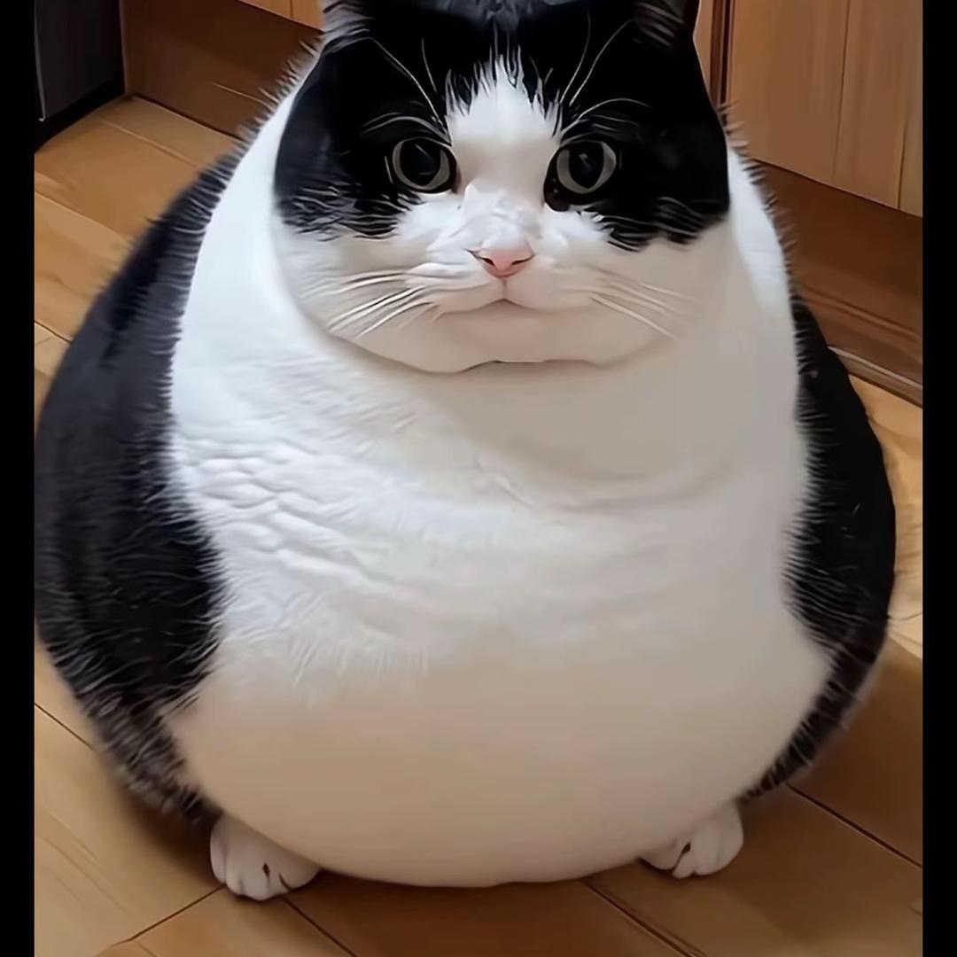 小鸡抱抱
