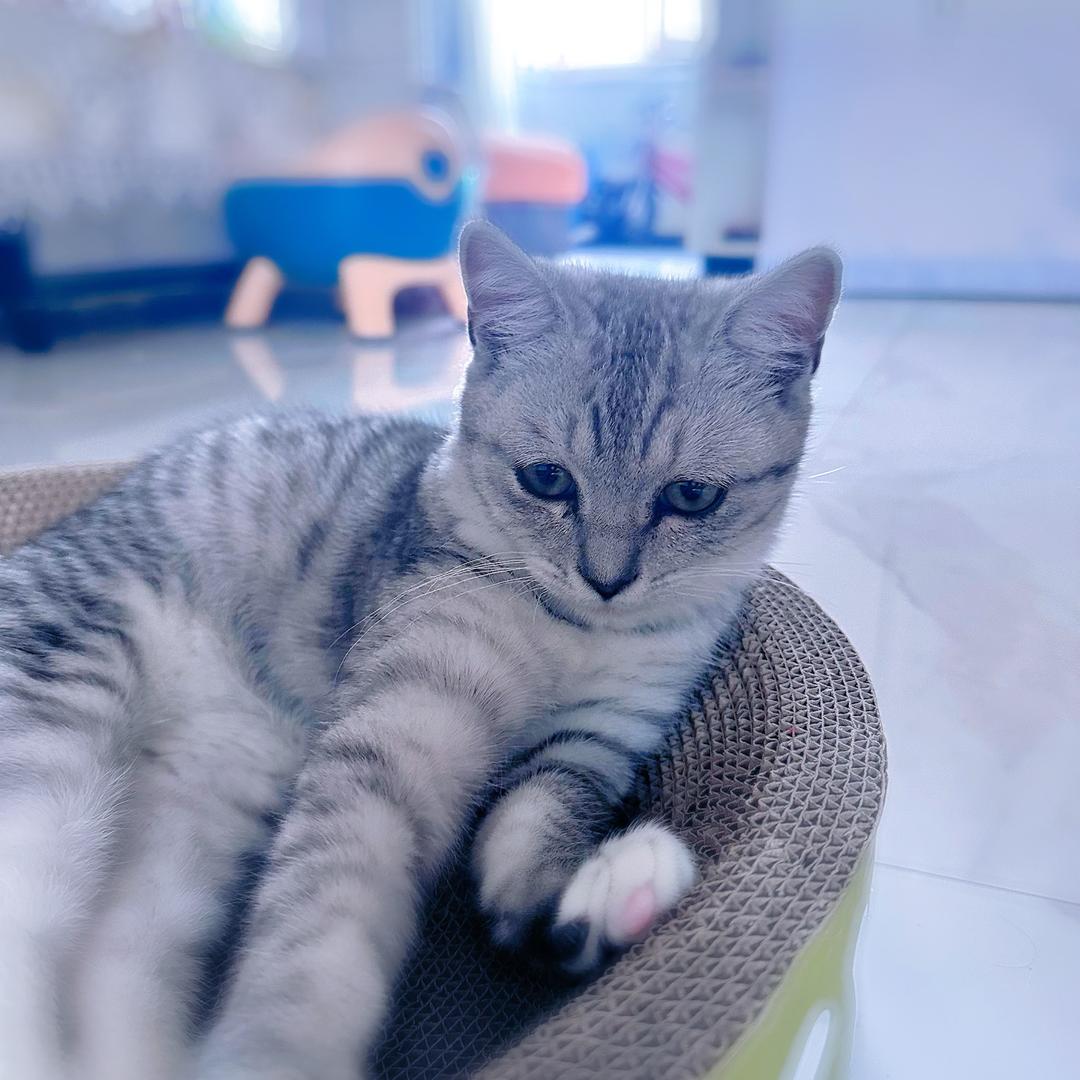 我家主子