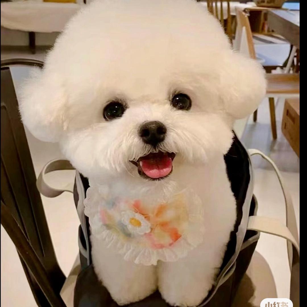 胡大顺宠物用品店