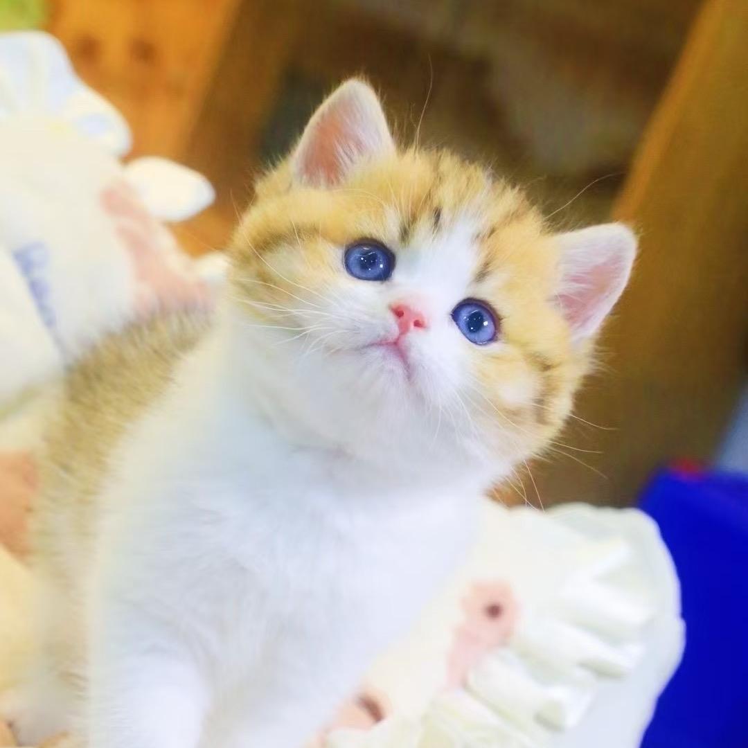 深圳小杨家的短腿猫