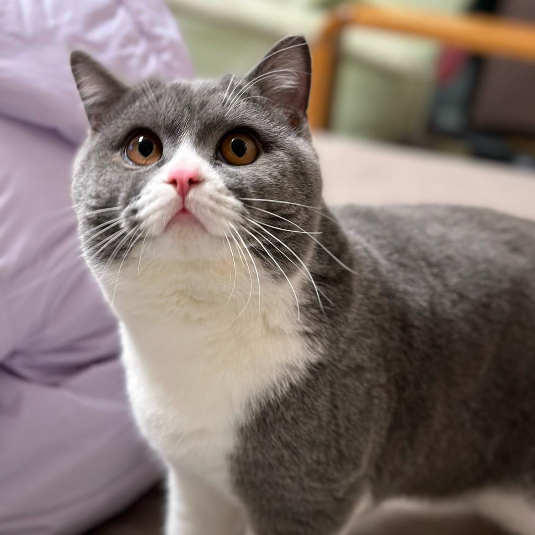 softkitty