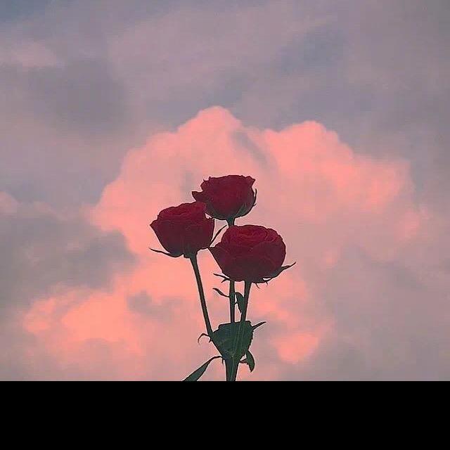 会🌸💰