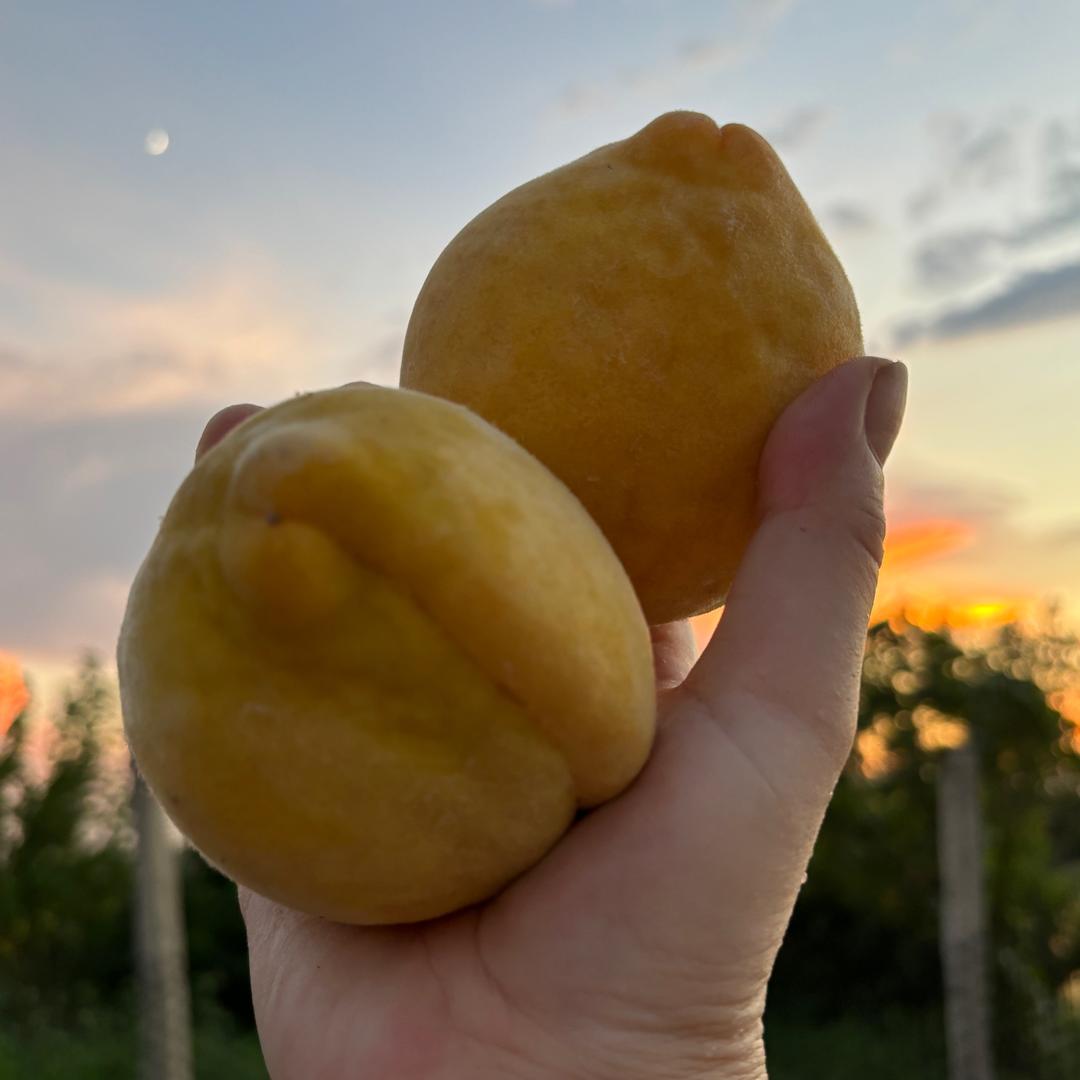 追逐🤗锦绣黄桃🍑