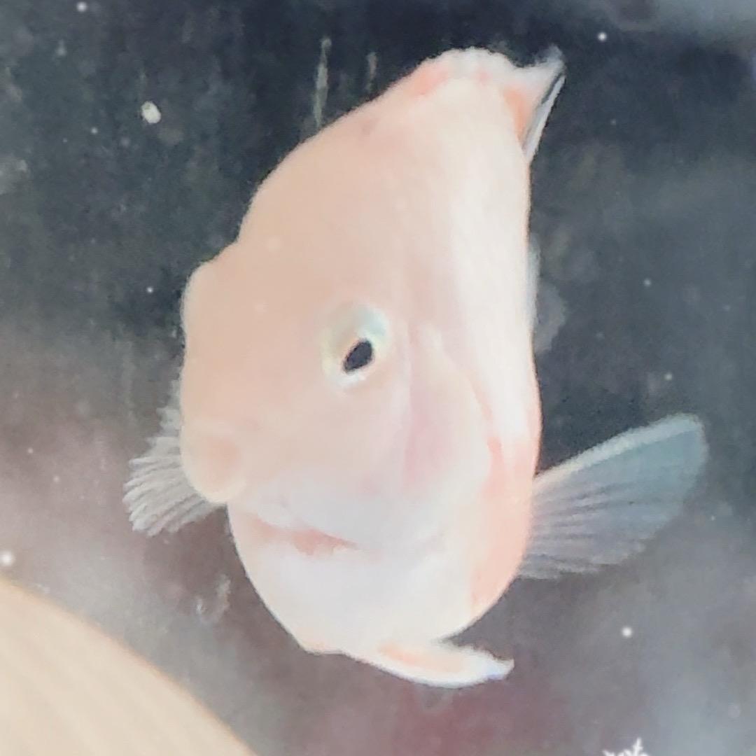 肌肉娃鹦鹉鱼