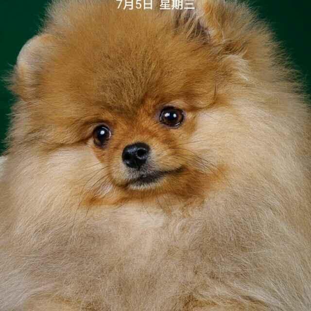 宠物乐园