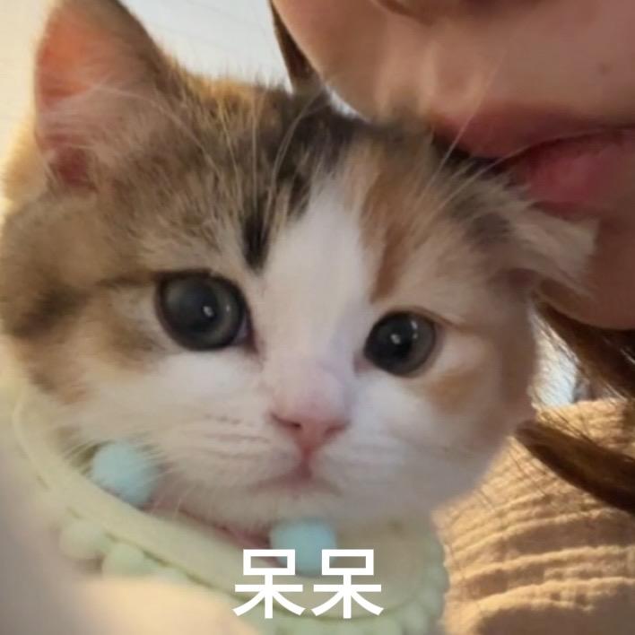 豌荳小公主