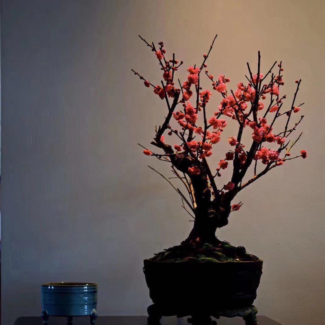 木槿沉香文化