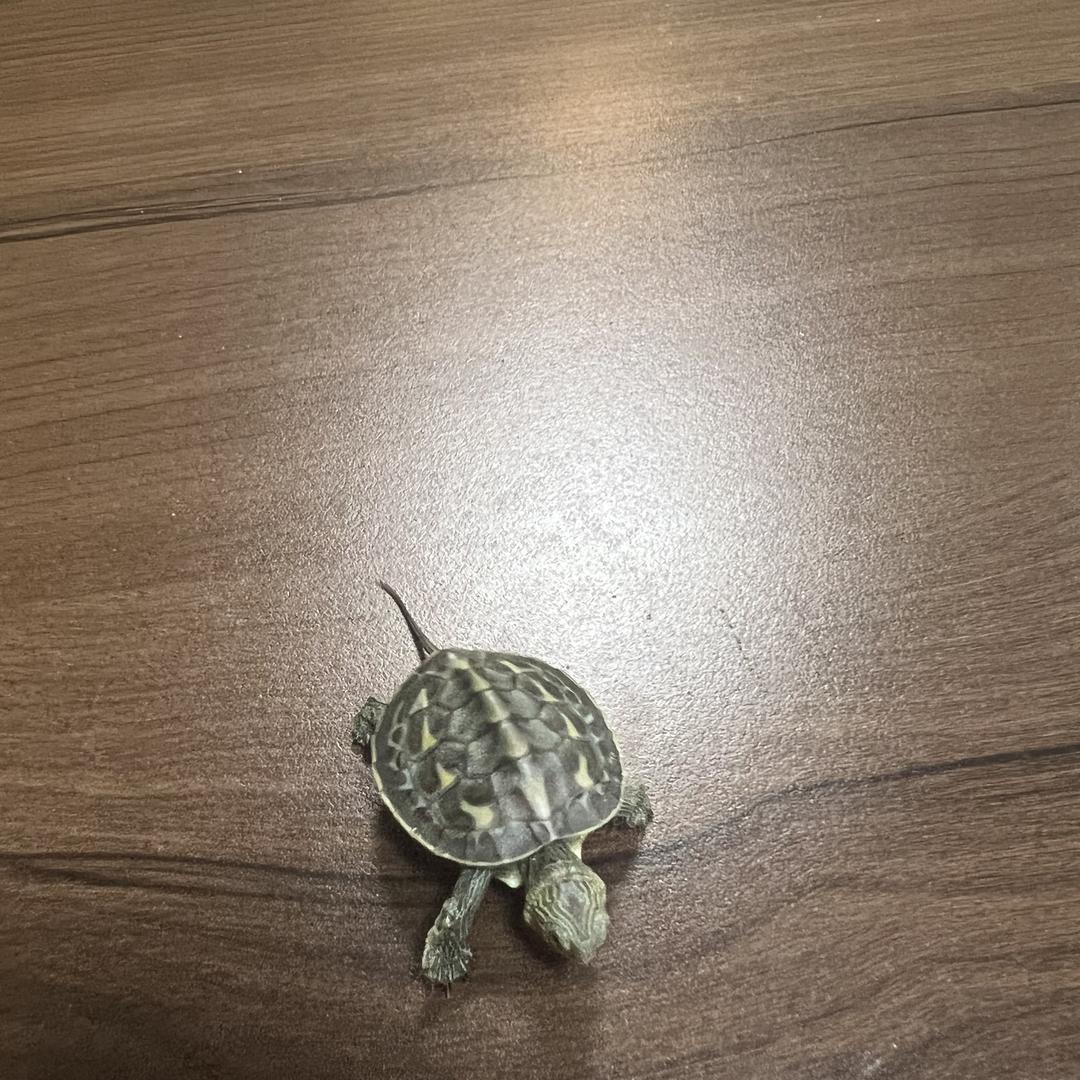 东方宝珠晶选